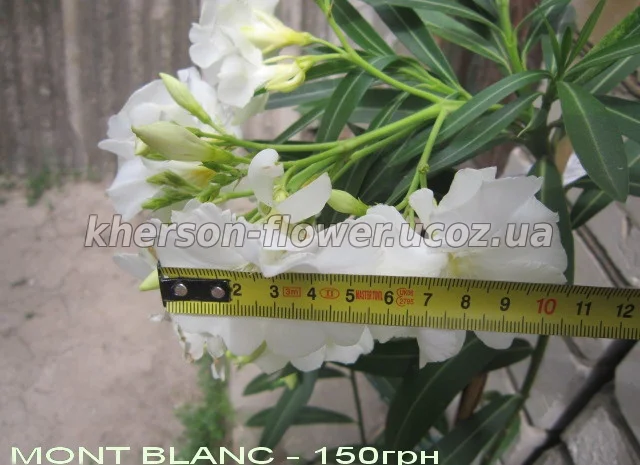 Олеандр вариегатный (пестролистный)- фото № 5