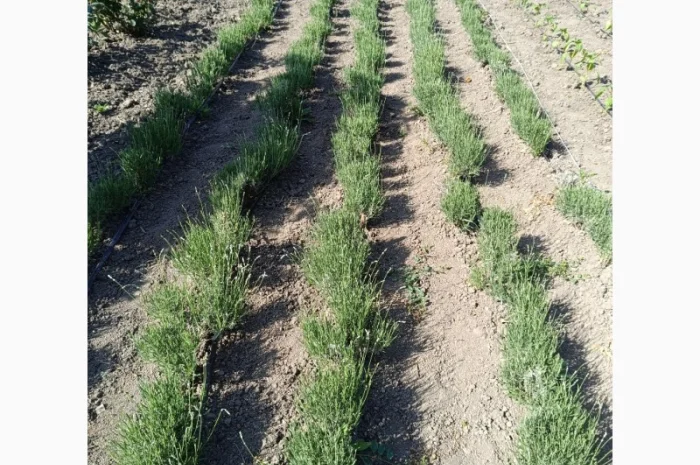 Продам лаванду широколистну- фото № 1