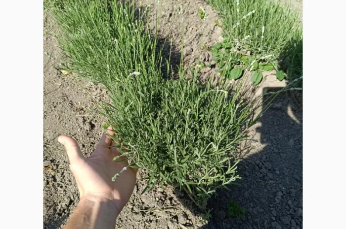 Продам лаванду широколистну- фото № 2