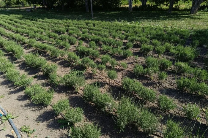 Продам лаванду широколистну- фото № 3