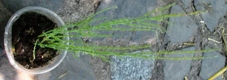 Тамарикс. Укорененный черенок- фото № 1