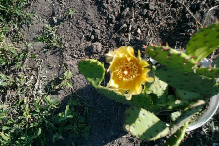 Морозостойкая опунция- фото № 1