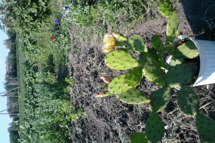 Морозостойкая опунция- фото № 2