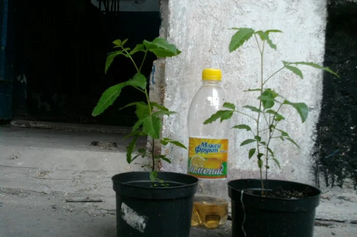 Продам шинус или розовый перец- фото № 1