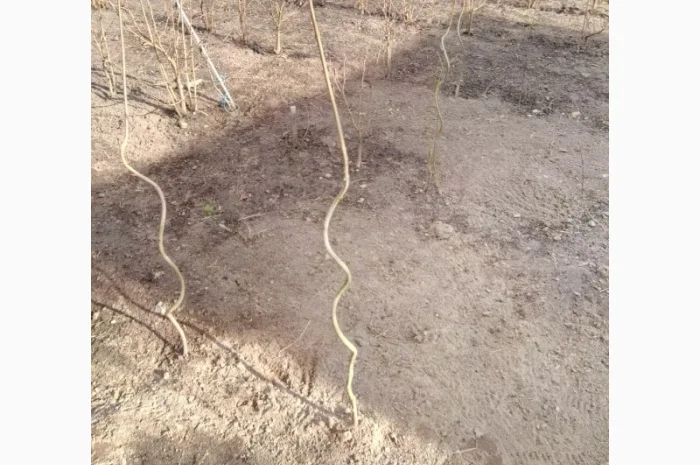 Клен зі спіральним штамбом- фото № 1