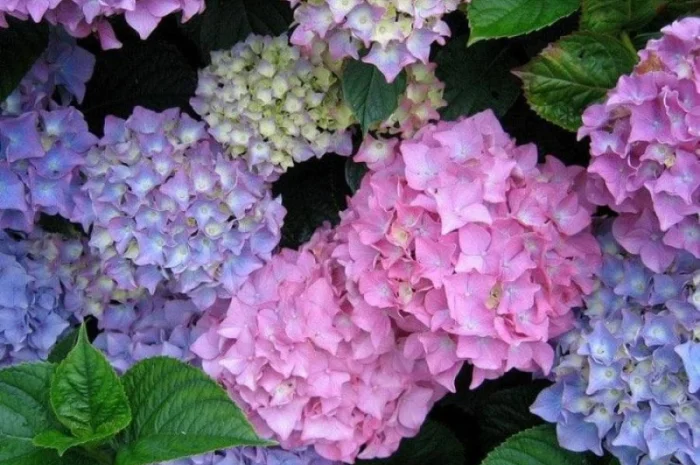 Приймаємо передзамовлення на саджанці гортензій- фото № 1