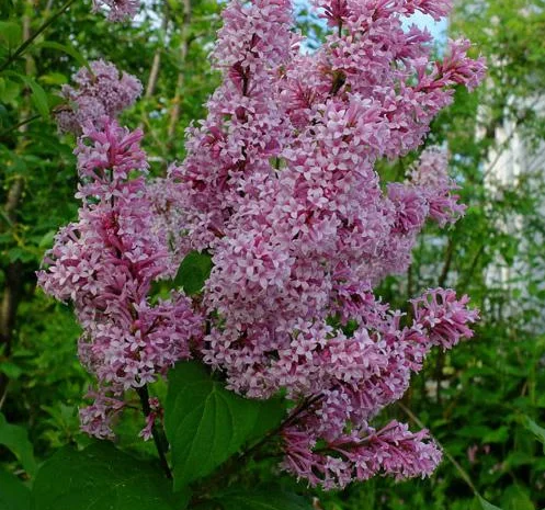 Продам сирень венгерскую- фото № 1