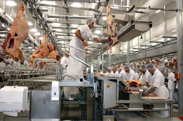 Линия по переработке мяса крупного рогатого скота- фото № 1