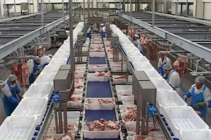 Линия по переработке мяса крупного рогатого скота- фото № 3