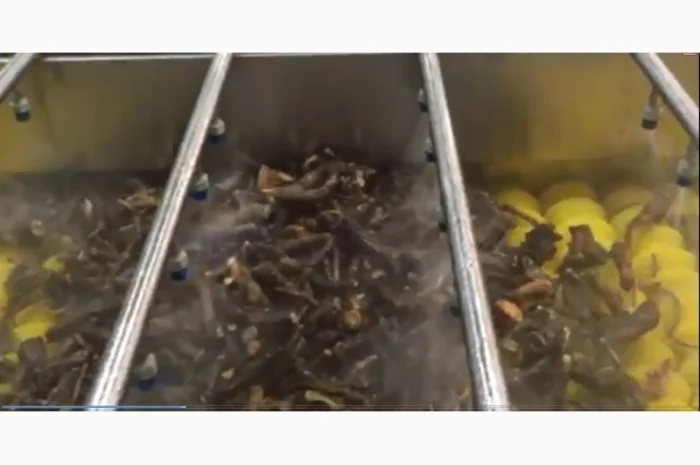 Машина для миття продуктів з ніжною шкіркою STvega Del Wash F15/30- фото № 6