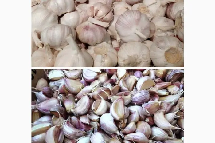 Дробилка для часнику: поділ головок часнику на зубчики STvega Garlic Separator- фото № 16