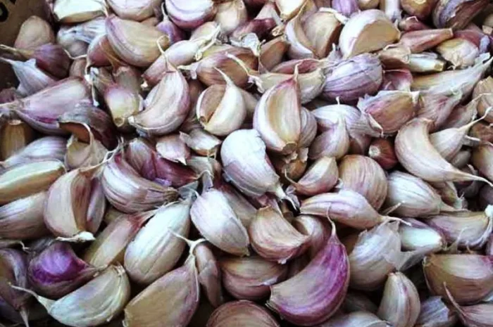 Машина для очищення зубчиків часнику від лушпиння STvega Garlic Peeler H100- фото № 2