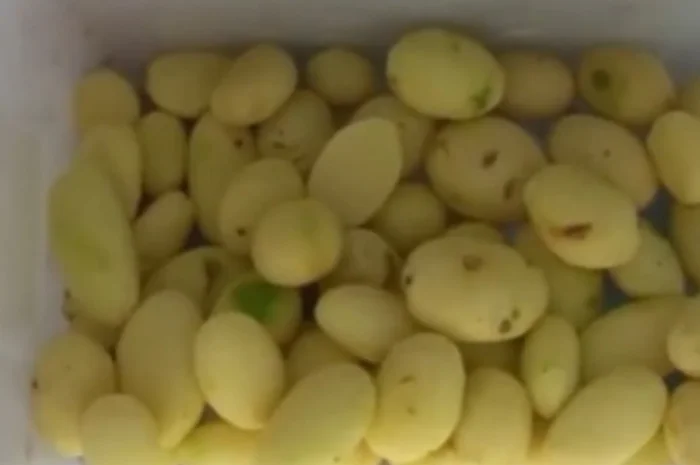 Овочечистка абразивна для очищення овочів від шкірки STvega DSC H300- фото № 15