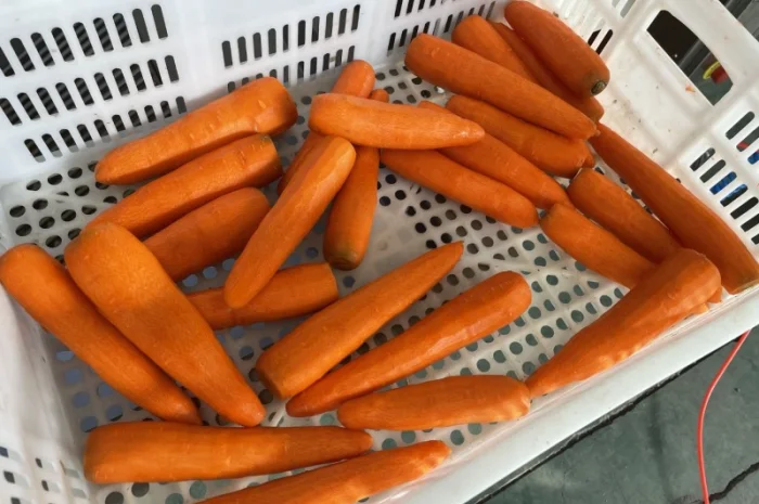 Машина напівавтоматична для ножового очищення моркви STvega KPel L500- фото № 9