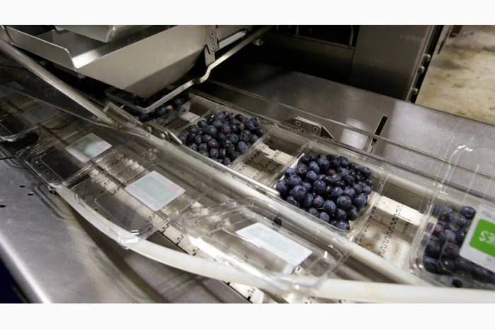 Лінія переробки лохини. Линия пераработки голубики- фото № 1