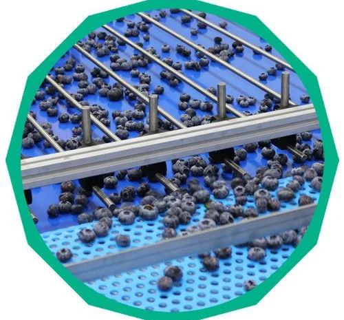 Лінія переробки лохини. Линия пераработки голубики- фото № 4