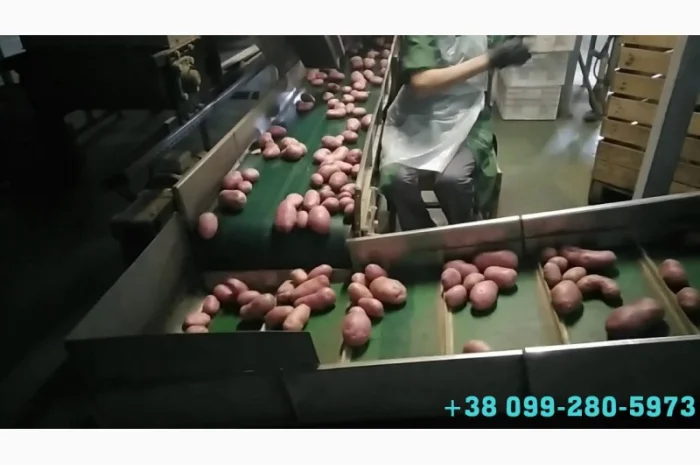 Комплексная линия для заготовки овощей (картофеля, моркови) к продаже и переработке- фото № 1