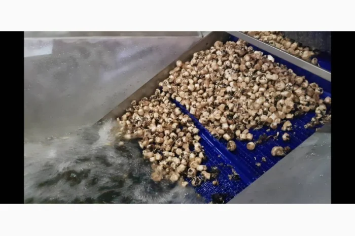 Барботажная моечная машина для ягод овощей фруктов с выгрузочным транспортером- фото № 3