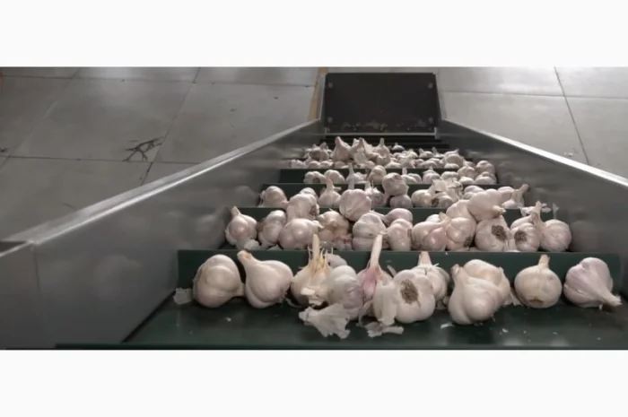 Лущення часнику, чистка часнику, дробління часнику, розділення часнику- фото № 2