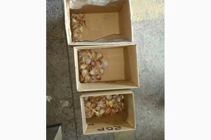 Роторный калибратор для чеснока- фото № 2