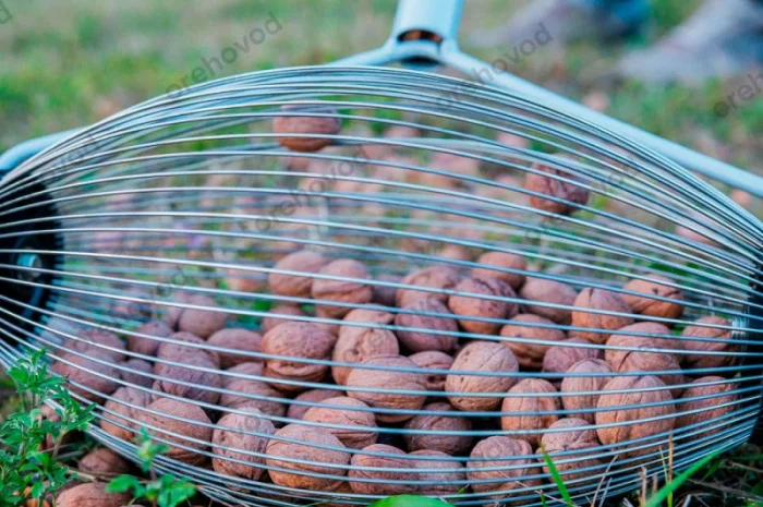 Рол-горіхозбірник для збору волоського горіха- фото № 4