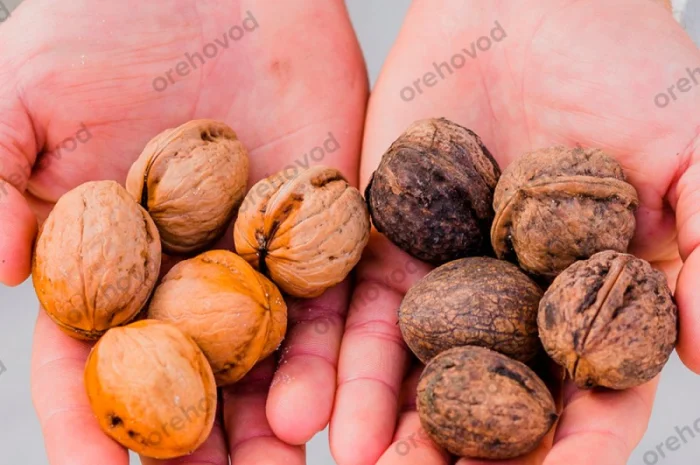 Мийка для горіха, овочів, фруктів- фото № 4