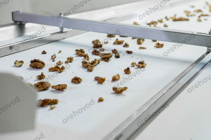 Інспекційний стіл для сортування волоського горіха- фото № 3