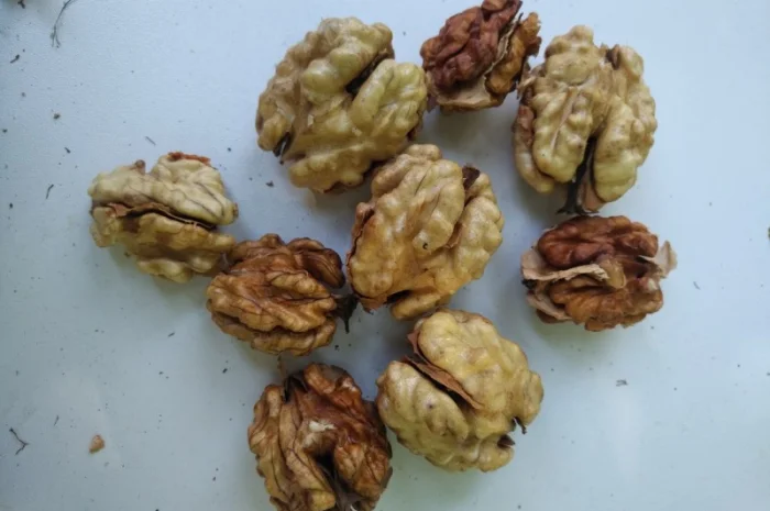 Орехокол стальной полупромышленный(прибор для чистки орехов)- фото № 12