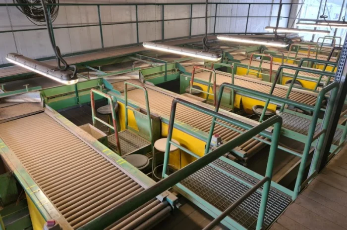 Прийомна лінія для картоплі та цибулі- фото № 1