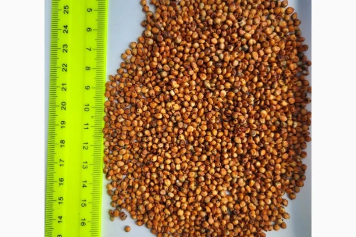 Продам сорго- фото № 1