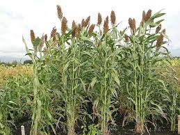 Сорго цукрове СС506 для силосу та біоетанолу- фото № 1