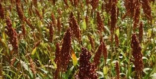 Зерновое сорго Таргга – высокопродуктивный гибрид- фото № 1