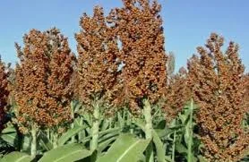 Гибрид зернового сорго Зуни, Tzuni- фото № 1