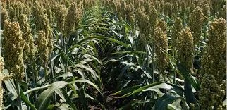 Сорго зерновое Майло- фото № 1