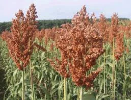 Гибрид зернового сорго Кейто, Kato- фото № 1