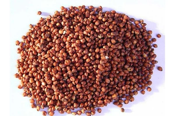 Сорго червоне дорого- фото № 1