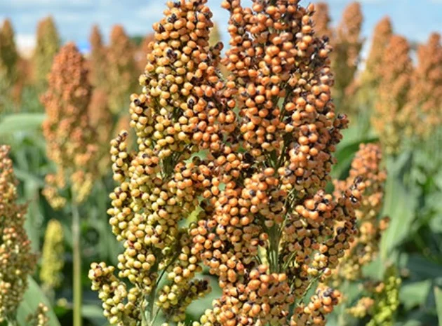 Насіння зернового сорго Ютамі, 100-105 днів, урожай - 2016- фото № 1