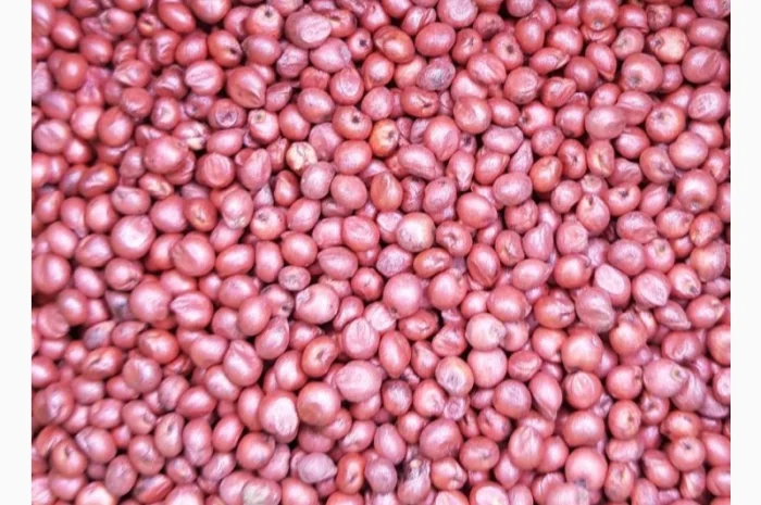 Насіння зернового сорго Ютамі, 100-105 днів, урожай - 2016- фото № 2