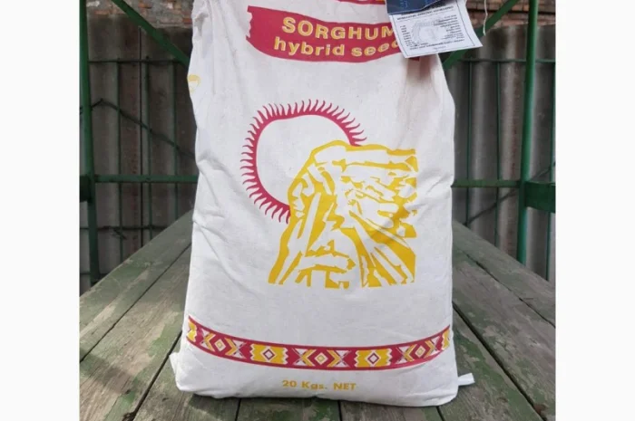 Насіння зернового сорго Ютамі, 100-105 днів, урожай - 2016- фото № 3