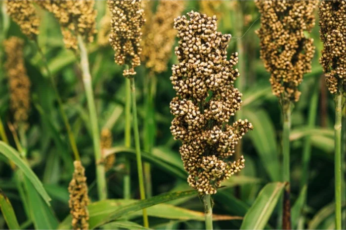 Зернове сорго Майло В, 100-115 днів- фото № 1
