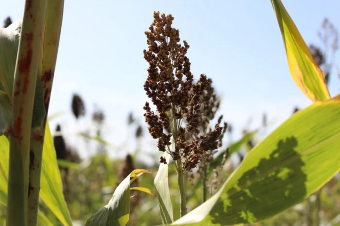 Цукрове сорго SS-506, 120-125 днів, урожай - 2021- фото № 1