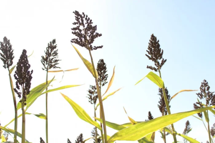 Цукрове сорго SS-506, 120-125 днів, урожай - 2021- фото № 2