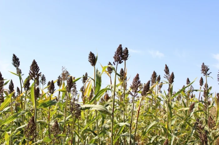 Цукрове сорго SS-506, 120-125 днів, урожай - 2021- фото № 3