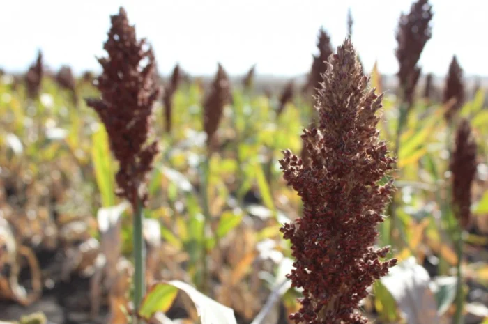 Зернове сорго Оггана, 105-115 днів- фото № 1