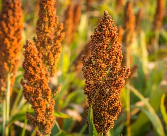 Зернове сорго Анггі, 125 днів, урожай - 2016- фото № 1