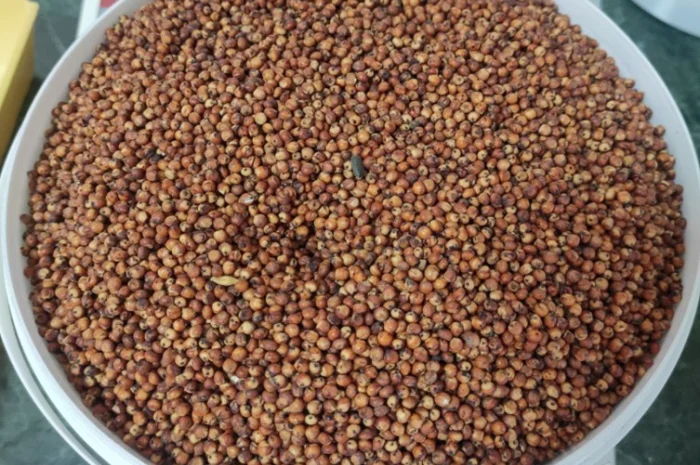 Сорго Степове ранньостиглий сорт- фото № 1