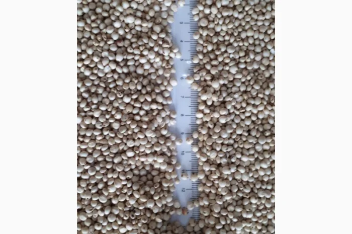 Сорго біле продаж на экспорт- фото № 1