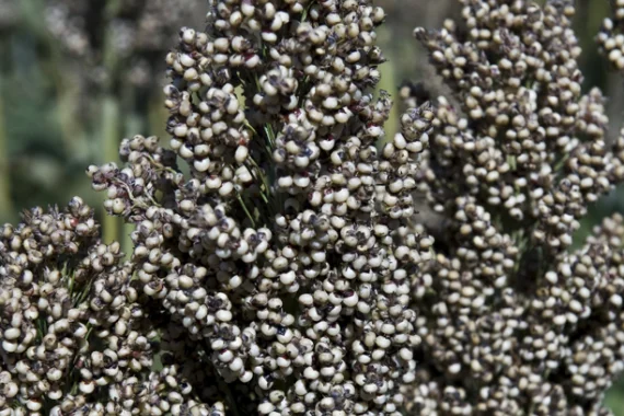 Насіння сорго АЛІГГАТОР RAGT на продаж- фото № 1