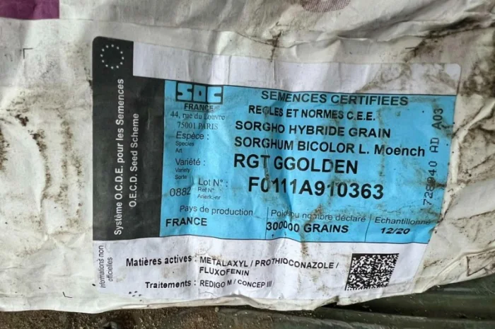 Сорго зернове - РЖТ Гголден- фото № 2