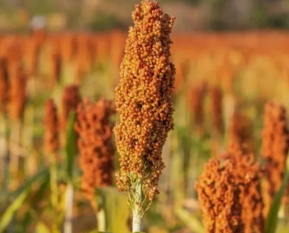 Зернове сорго Кейто, 115-125 днів, урожай - 2016- фото № 1